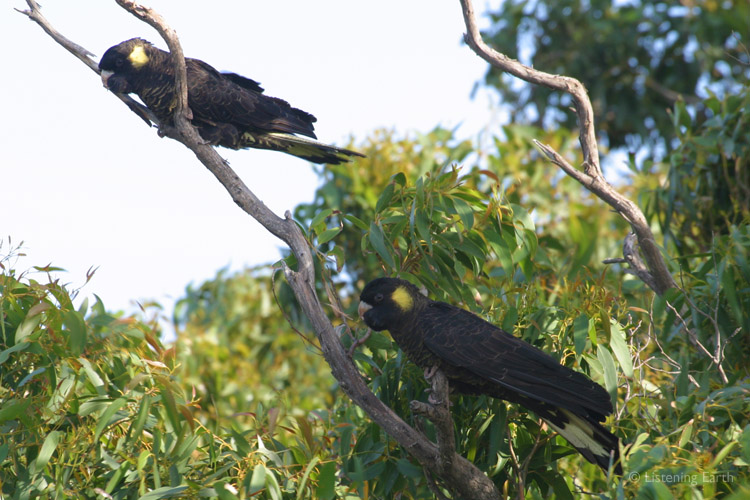 The spirit voice of the Tarkine - Yellow-tailed Black Cockatoos