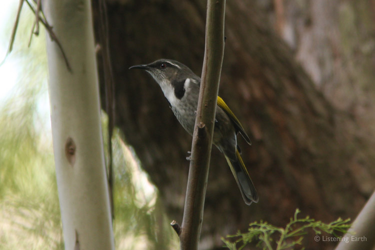 ... such as this handsome Crescent Honeyeater, one of the more common <br> birds on the heathlands. Their sharp, colourful songs are heard on tracks 8 & 9