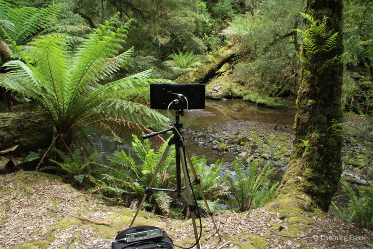 On location, recording in the Tarkine