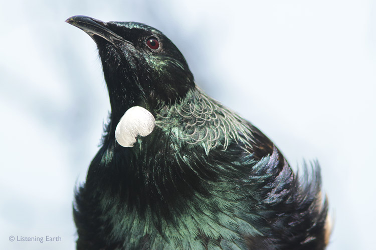 Tui showing off its irridescent plumage and distinctive neck ruff feather