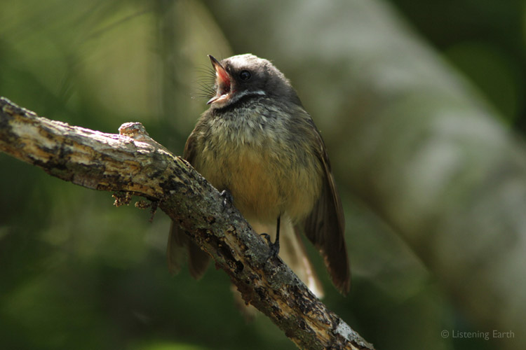 This Fantail's mouth may be the last thing a flying insect sees!