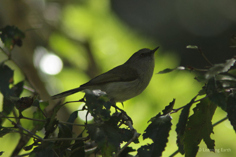 The Grey Warbler is a member of the Gerygone family; Greek for 'born of song'