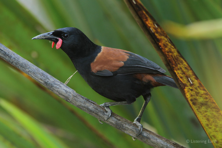An endemic Saddleback, showing why it is named