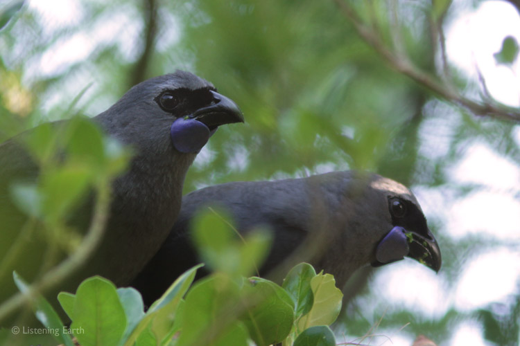 Pair of Kokakos showing their unusual blue face wattles