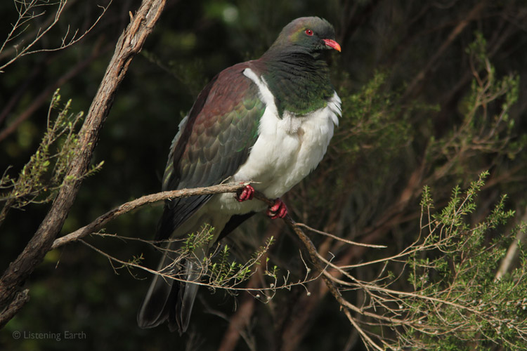 A very contented Kereru, the native pigeon of New Zealand