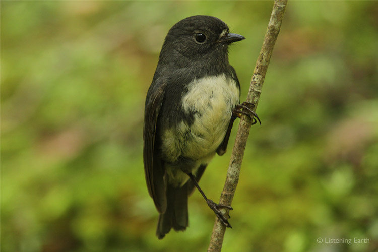 Toutouwai, the NZ Robin - this is the southern subspecies