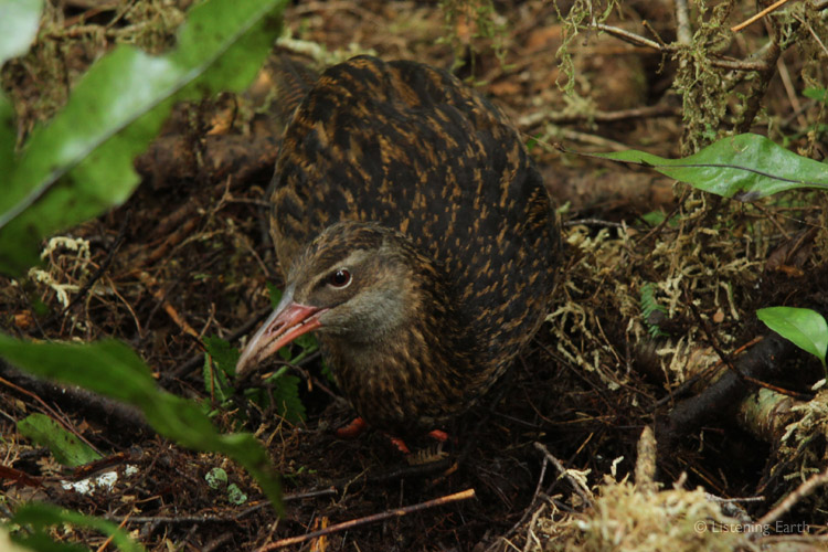 The Weka is an inquisitive inhabitant of wetlands and dense forest understory