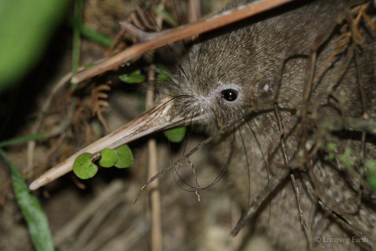 The nocturnal Little Spotted Kiwi, foraging on the forest floor