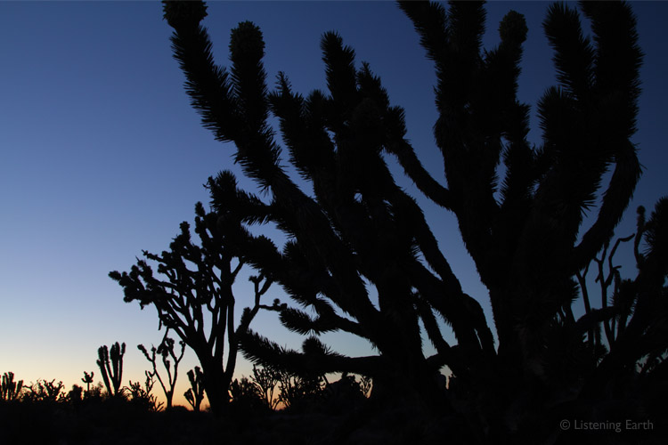 First light on the Mojave horizon sihouettes a distinctive Joshua tree