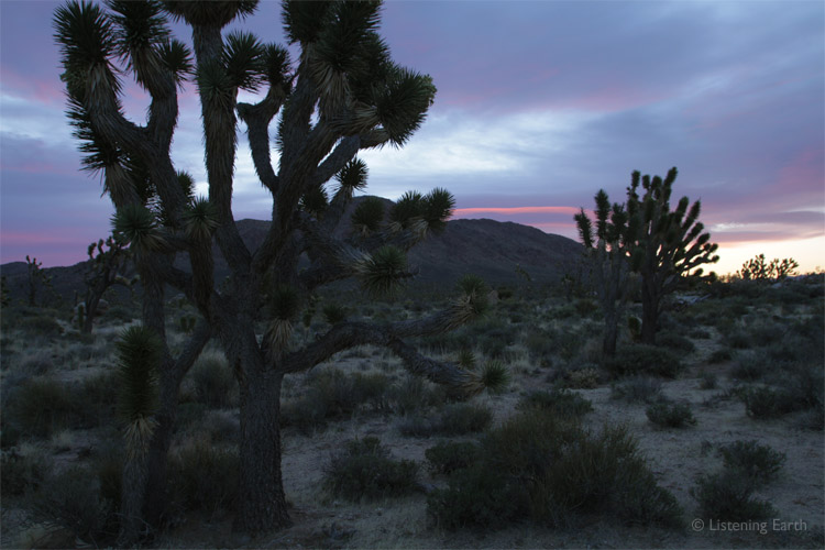 Joshua Trees, found only in the wider Mojave, are iconic of the region