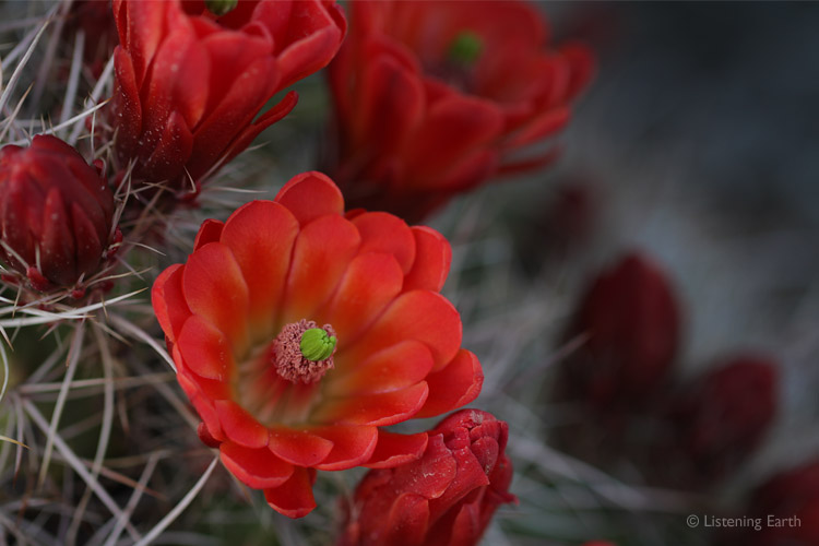 The Claret Cup Hedgehog Cactus grows in a small, spikey mound <br>Their blooms are pollinated by hummingbirds and last only a few days