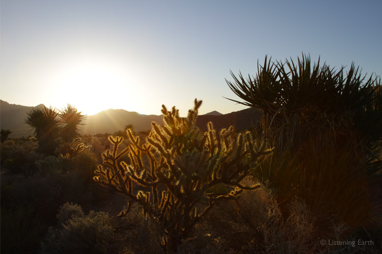 Golden Cholla cactus silhouetted by the rising sun