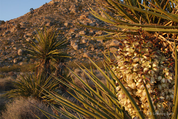 Massive boulders give the Granite Mountains their name, <br>with a flowering Yucca in the foreground