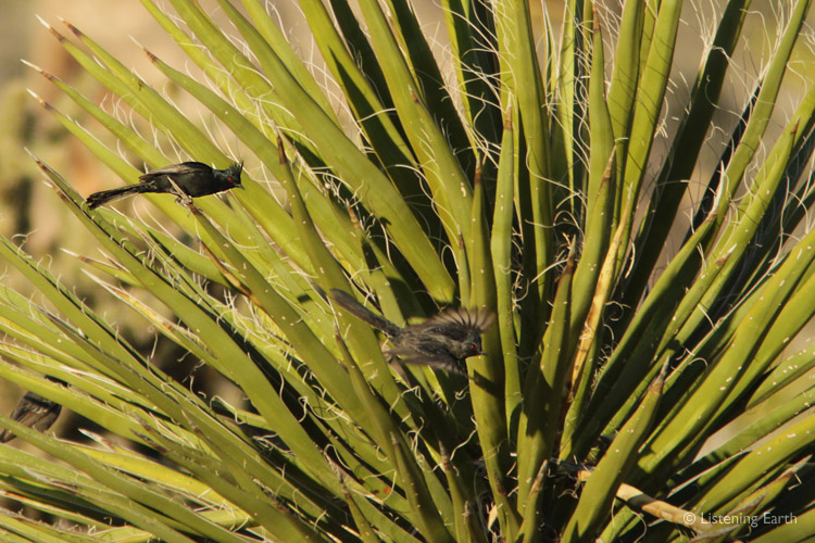 Delicately-crested and fire-eyed; a pair of Phainopeplas flutter around a Yucca