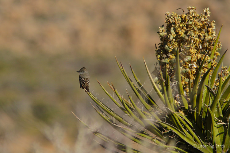 Ash-throated Flycatchers often perch in the open