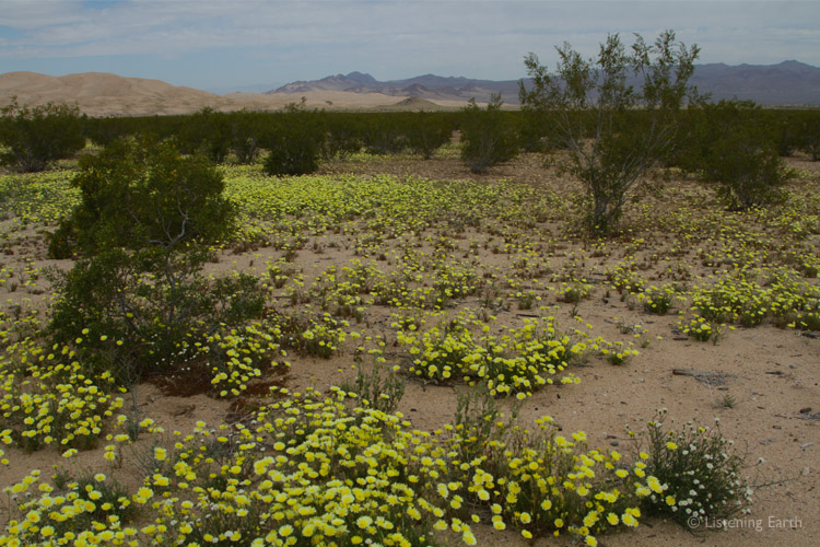 Desert Dandelions adorn the harsh landscape