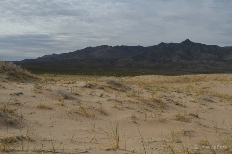 The Granite Mountains viewed from the Kelso dunefields