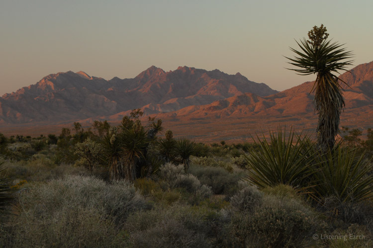 A tall Yucca presides over a desert sunset