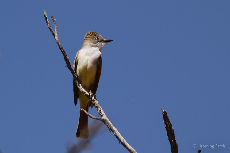Ash-throated Flycatcher,  a prominently contributor to the dawn chorus
