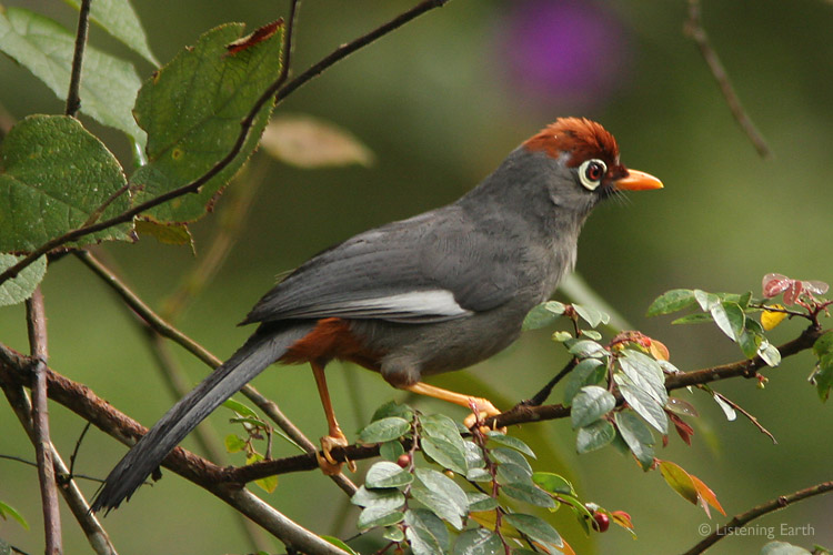 The very handsome Chestnut-capped Laughing Thrush