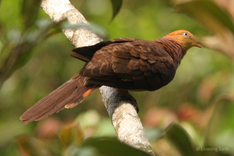The whooping calls of Little Cuckoo Doves are a rich part of the soundscape