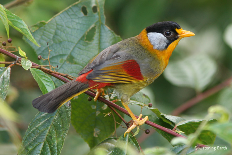 Small flocks of Silver-eared Mesias are commonly encountered <br>moving noisily through the forest