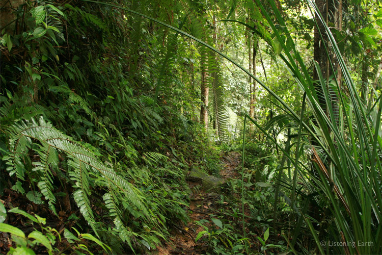 Muddy, slippery and leech-infested; <br>a typical walking track through the primary rainforest
