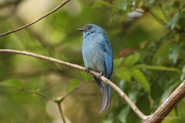 Delicate sky-blue plumage of a Verditer Flycatcher