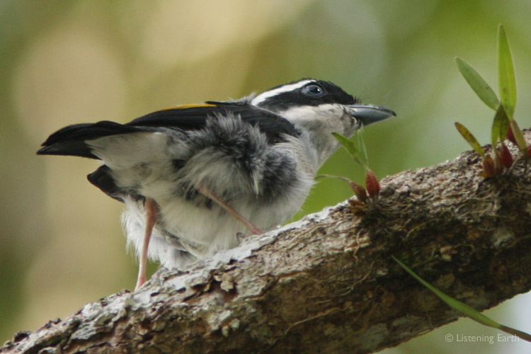 A male White-browed Shrike Babbler patrols the forest lower story