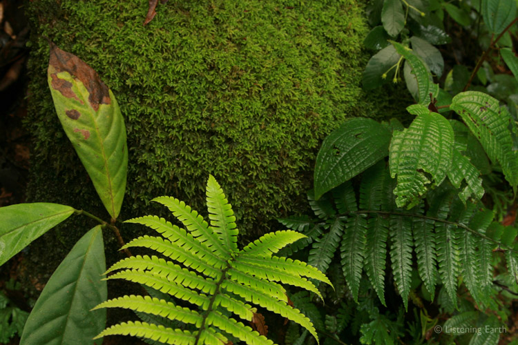 Moss and fern garden on the forest floor