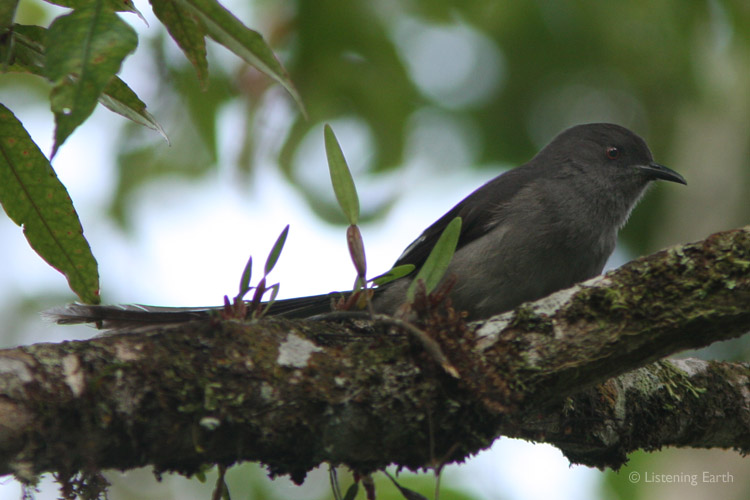 Another species characteristic of the mountain forests;  the Long-tailed Sibia
