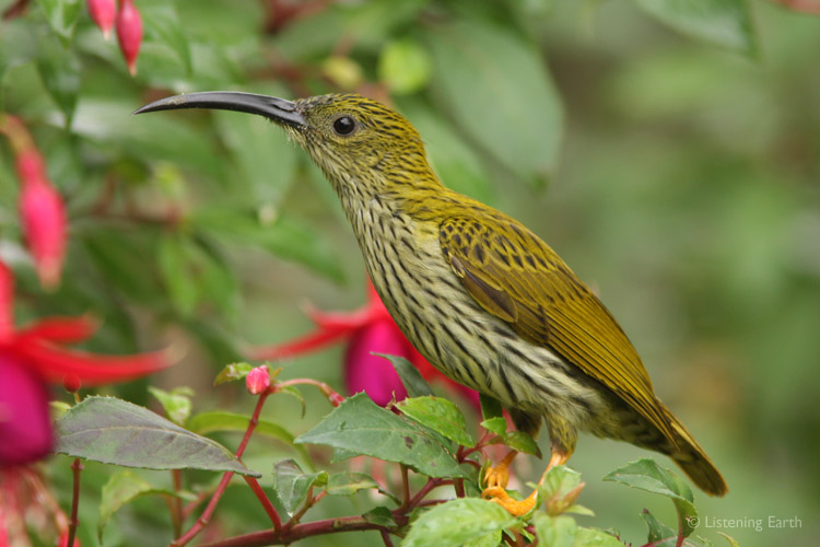Streaked Spiderhunter poses for a portrait 