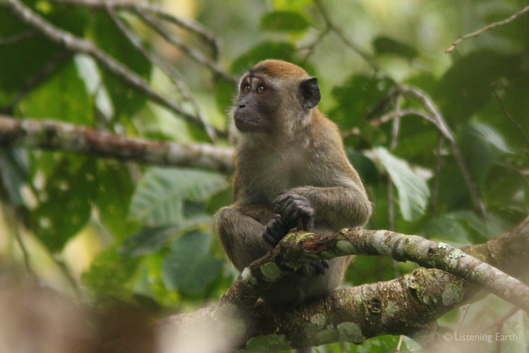 Several primates are found in these forests. <br>This Leaf Monkey peers out at it's domain