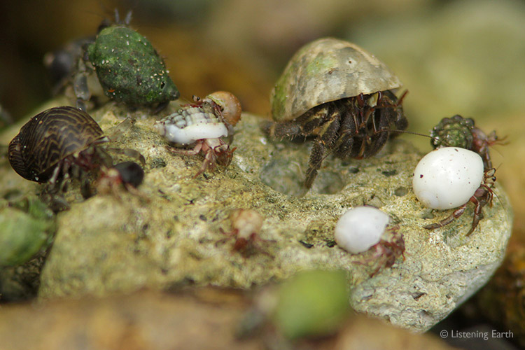 A hermit crab get-together