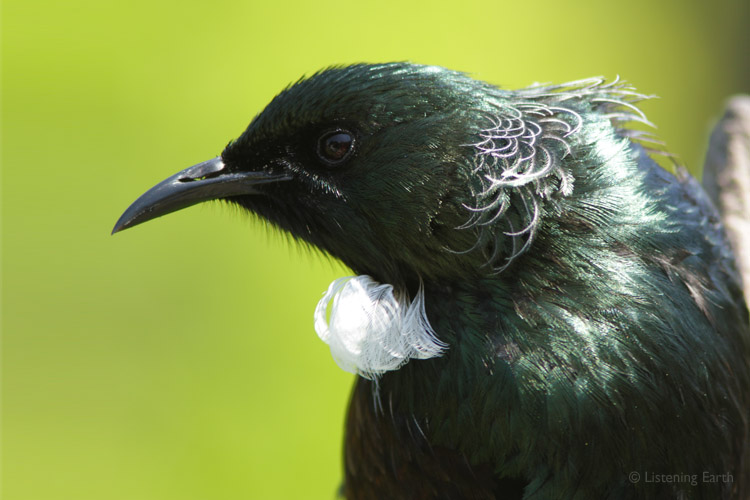 Tuis are both gregarious and competitive, behaviour that leads to strong vocal abilites