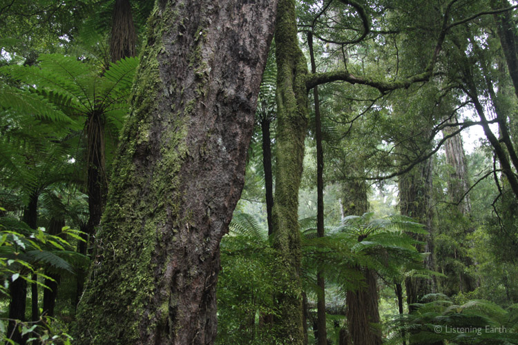 Huge podocarp trees like Kahikatea, Tawa, Matai and Rimu dominate Whirinake