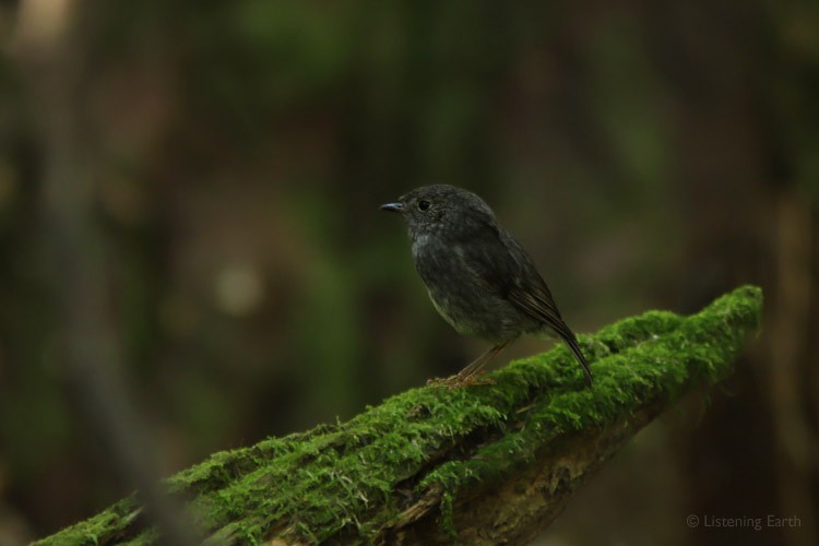 A New Zealand Robin scans the forest floor