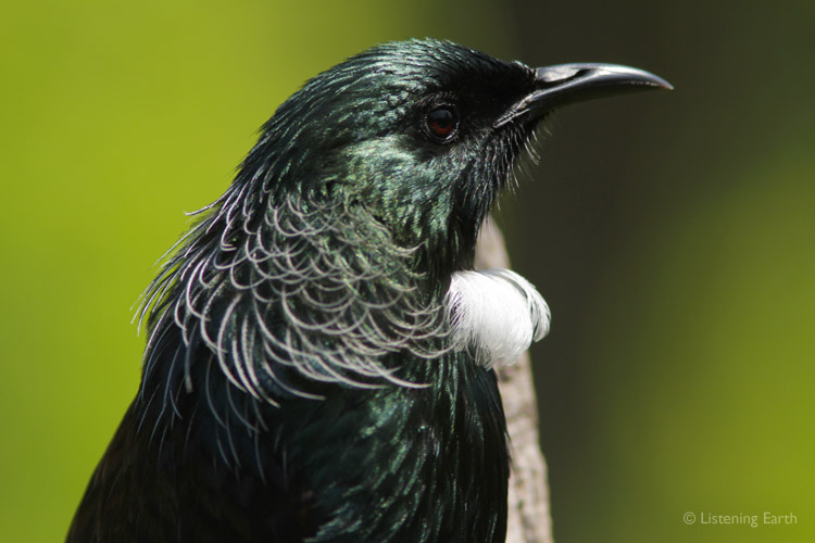 Tui displaying the remarkable feather tuft at his throat, and crescent plumes on the nape
