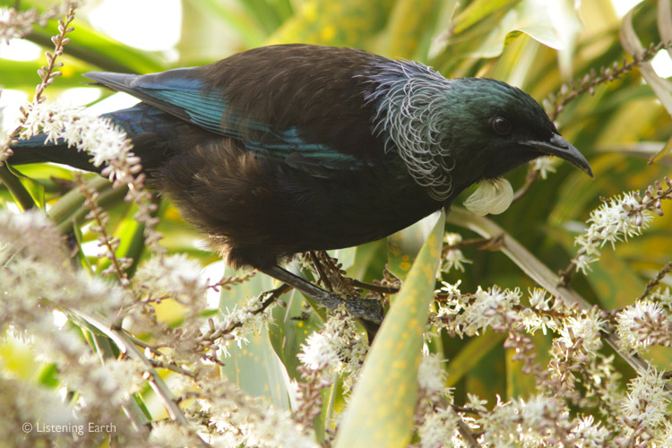 The Tui is one of three species of native honeyeaters found in New Zealand