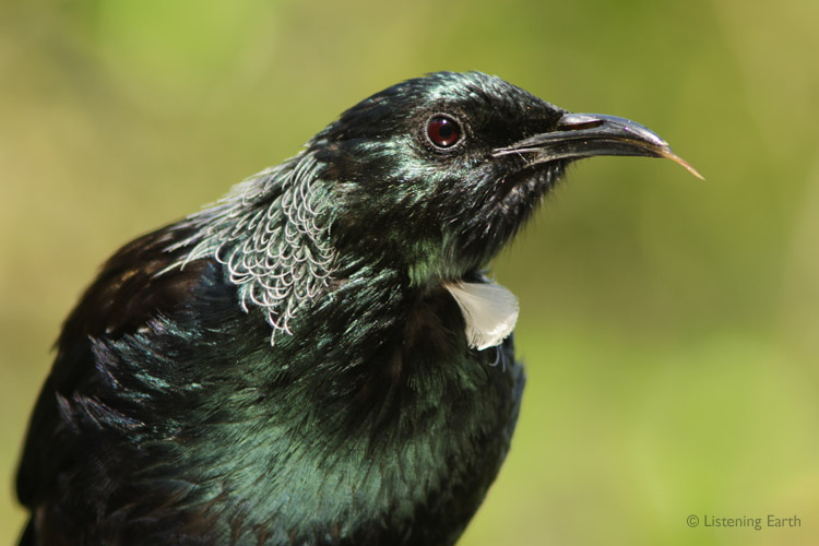 The Tui's gorgeous irridescent plumage gleams in direct sunlight<br>note the tongue, characteristic of honeyeaters
