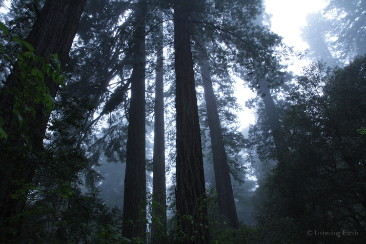 First light in the coastal redwood forest