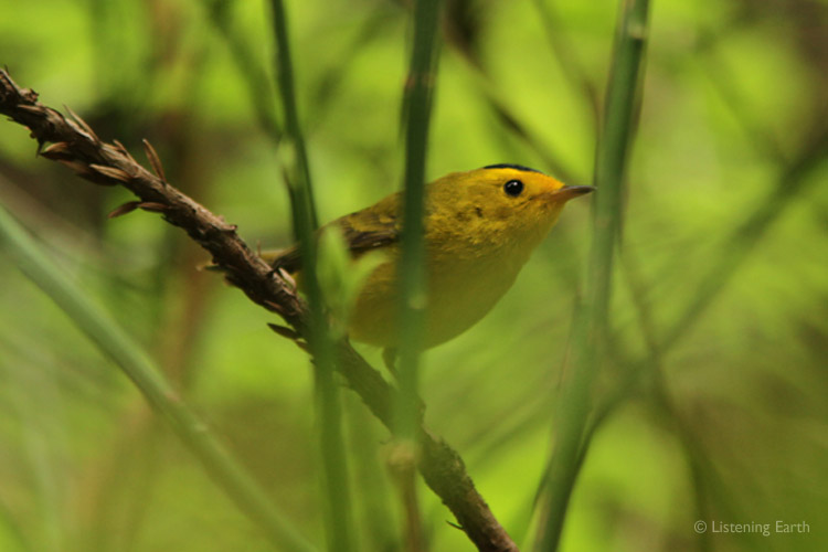 Wilson's Warbler; a loud singer for such an inconspicuous, small bird