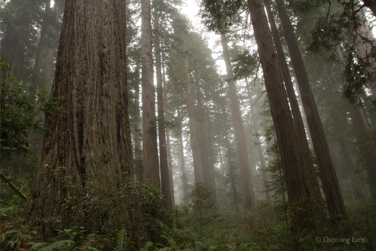Redwood groves are rarely found far from the coast