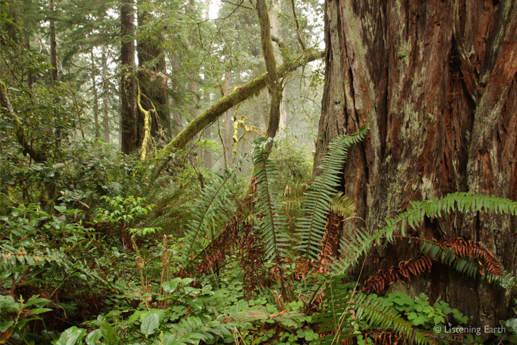 The understory reveals that these habitats can be considered temperate rainforests