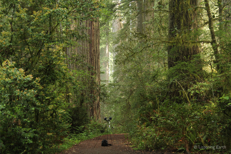 Audio recording in the Redwoods