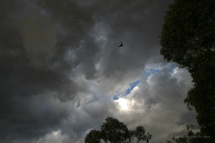 A swallow streaks across a stormy sky