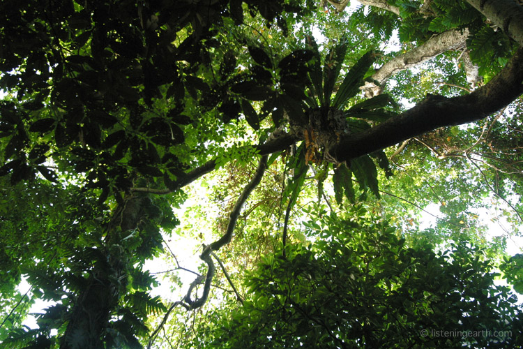 A birdsnest epiphyte grows high in the primary lowland rainforest canopy