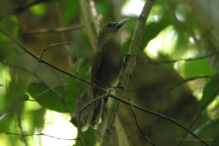 One of Vanuatu's endemic species; the Southern Shrikebill. <br>Its melow whistling calls are heard at dawn and sporadically throughout the day