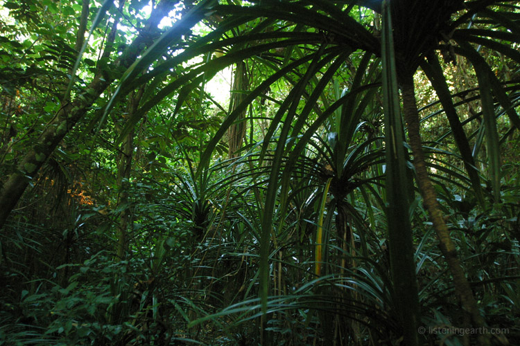 Small communities of palms grow on the forest floor