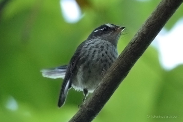 Another endemic species; a Streaked Fantail flits among the forest midstory